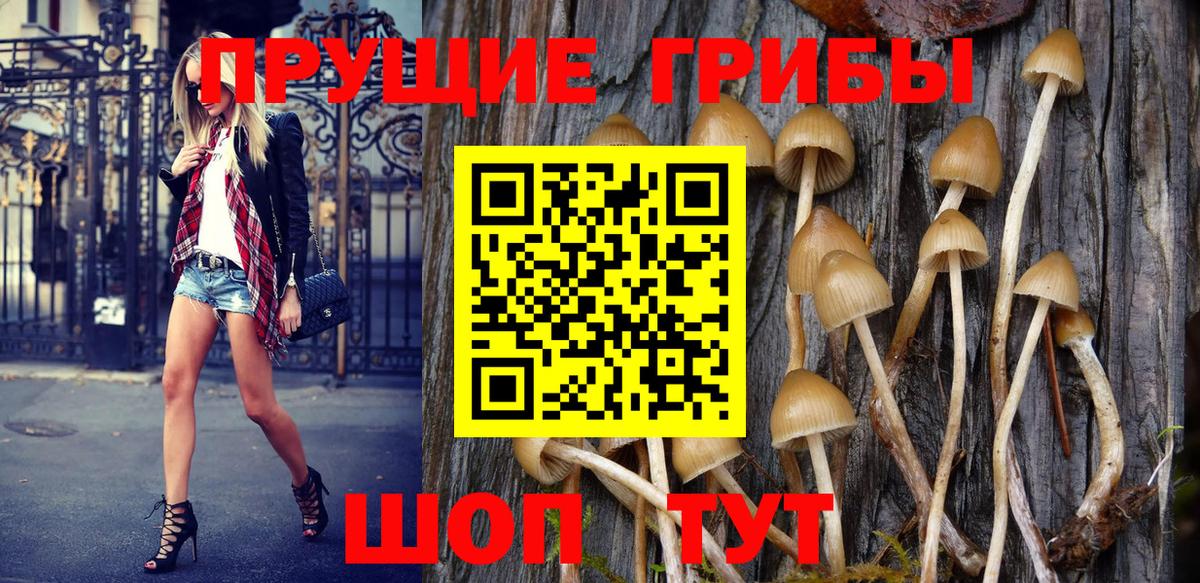 где купить наркоту  Псилоцибиновые грибы Psilocybe  Вход с VPN  Гусев 